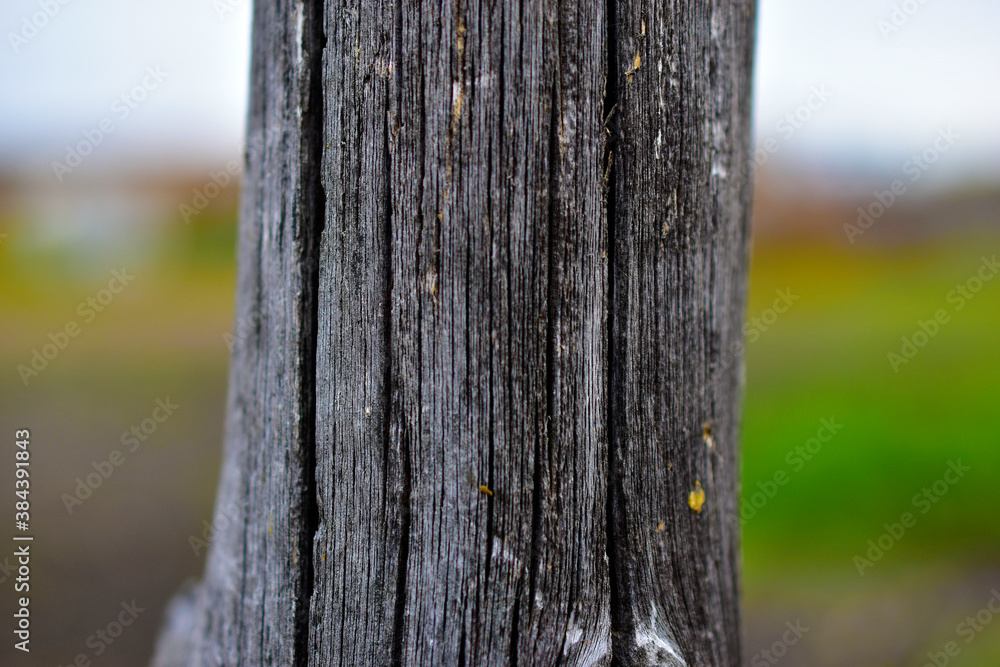 Rotten gray log vertically against the sky Rotten gray log vertically against the sky
