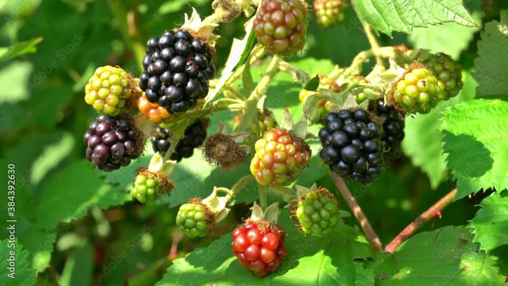 Wild Blackberry Bush with ripe Blackberries Wild Blackberry Bush with ripe Blackberries