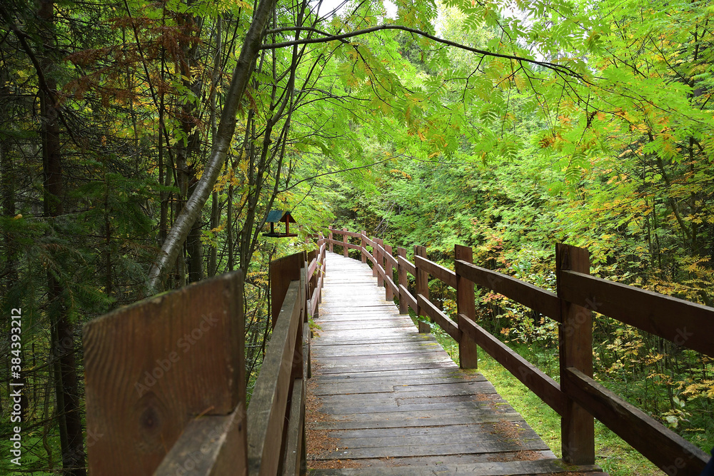 green corridor, wooden path, path in the forest, Park green corridor, wooden path, path in the forest, Park