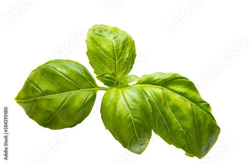 basil leaves isolated