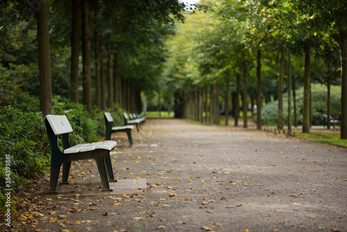 Park alley with benches. © Greeny