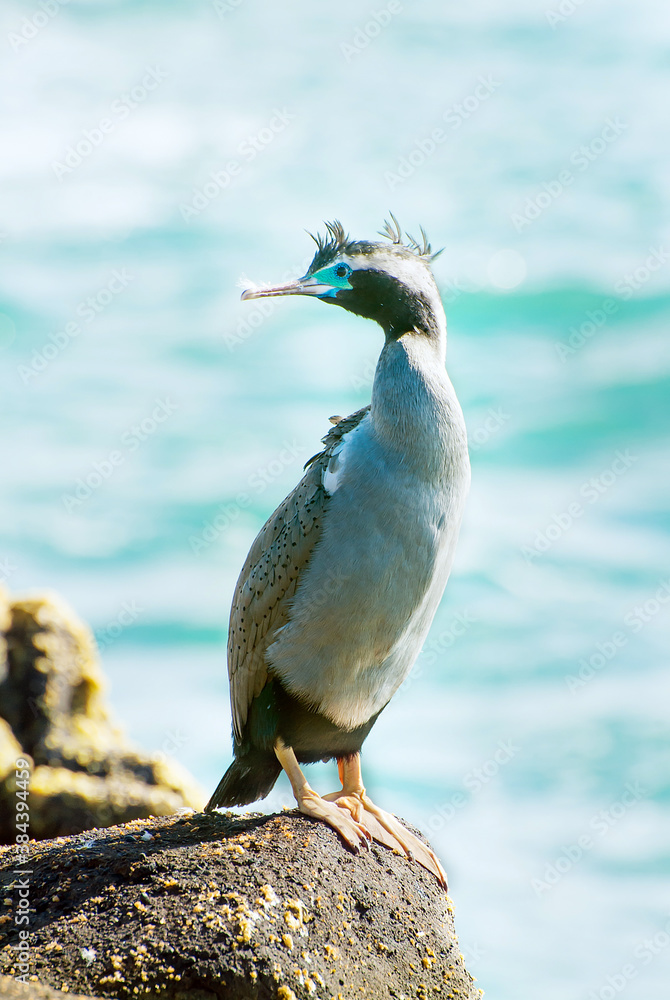 Fototapeta premium Spotted shag standing on the Rock by the sea in the New Zealand