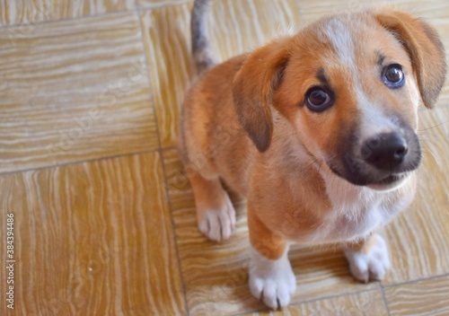 cachorro