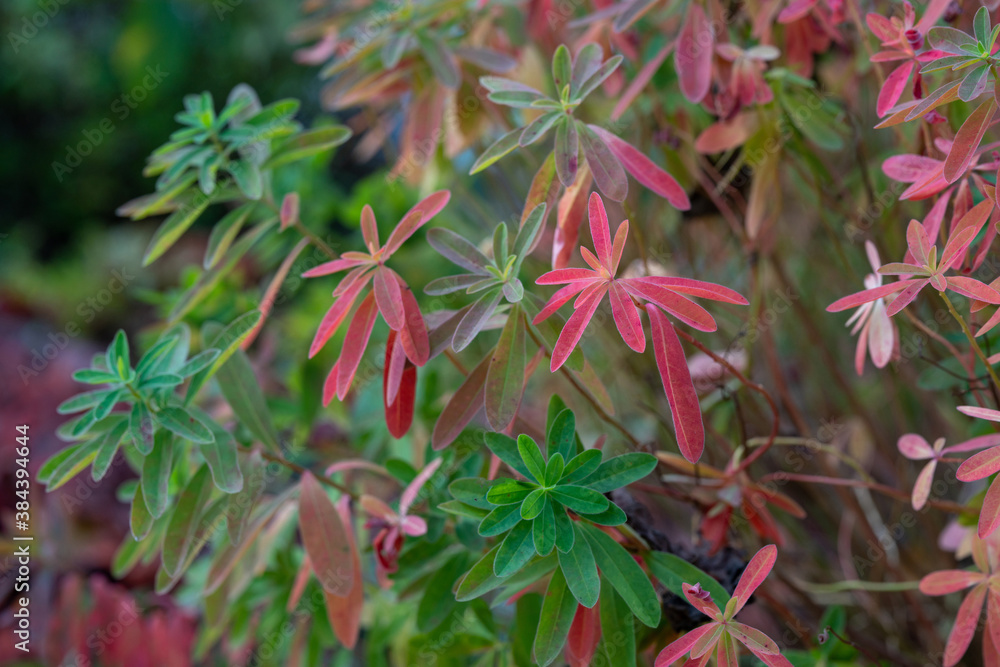 Red leaves of autumn on russian dacha Red leaves of autumn on russian dacha