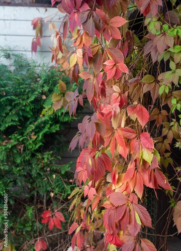 Red leaves of autumn  (climbing plant) on russian dacha photo