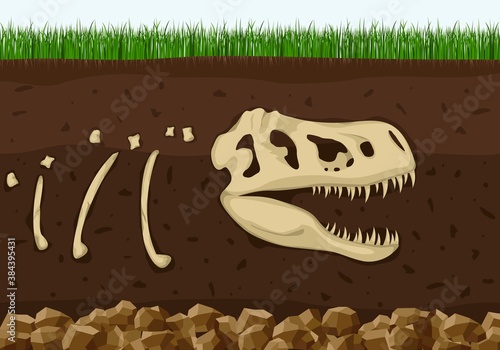 Dinosaur fossil skeleton in soil layers, Dinosaurs reptile skull . Archeology buried bones, ancient extinct prehistory. History of life on Earth concept. Paleontology science background. Vector