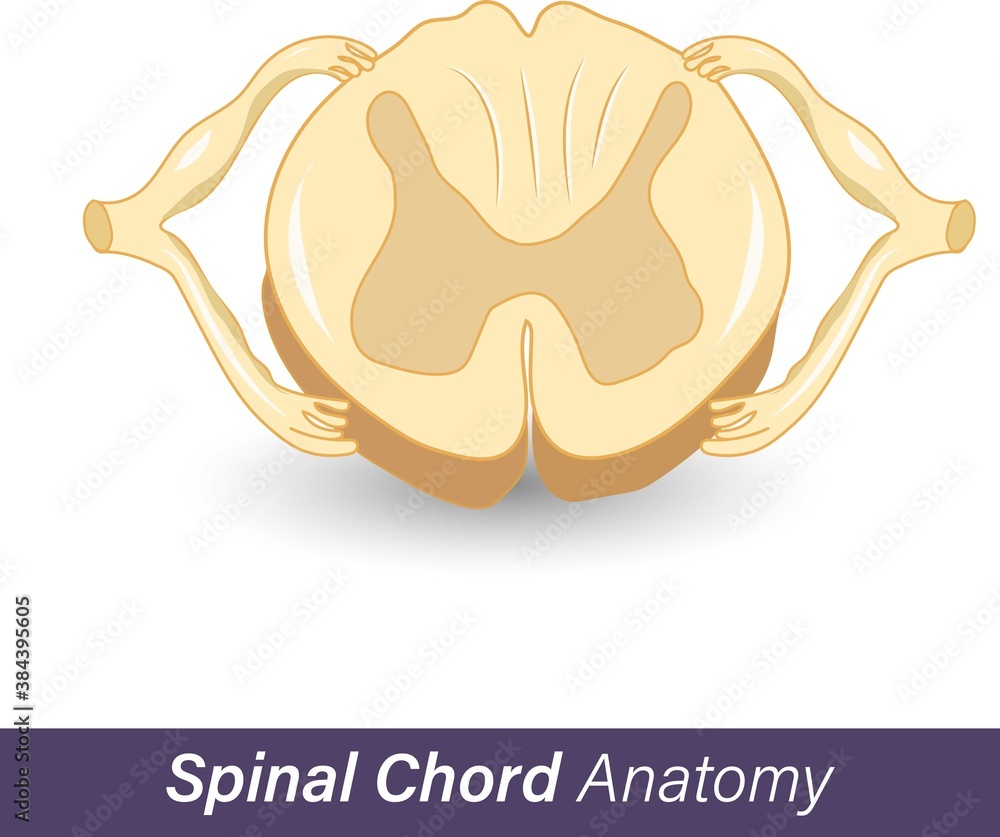 cross-section-diagram-of-spinal-cord-central-nervous-system-vector