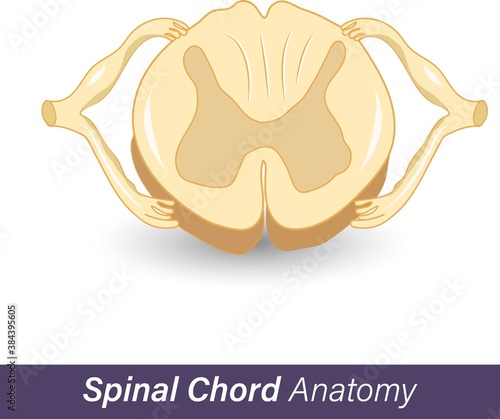 Cross section diagram of spinal cord , Central nervous system vector illustration. yellow