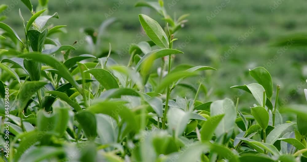 Truck shot fresh raw organic lush green tea leaf in plantation field farm Truck shot fresh raw organic lush green tea leaf in plantation field farm