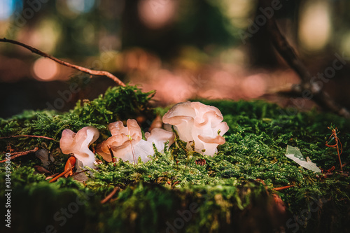 Tremella mesenterica white trembling fungus mushroom in colourful autumn forest photo