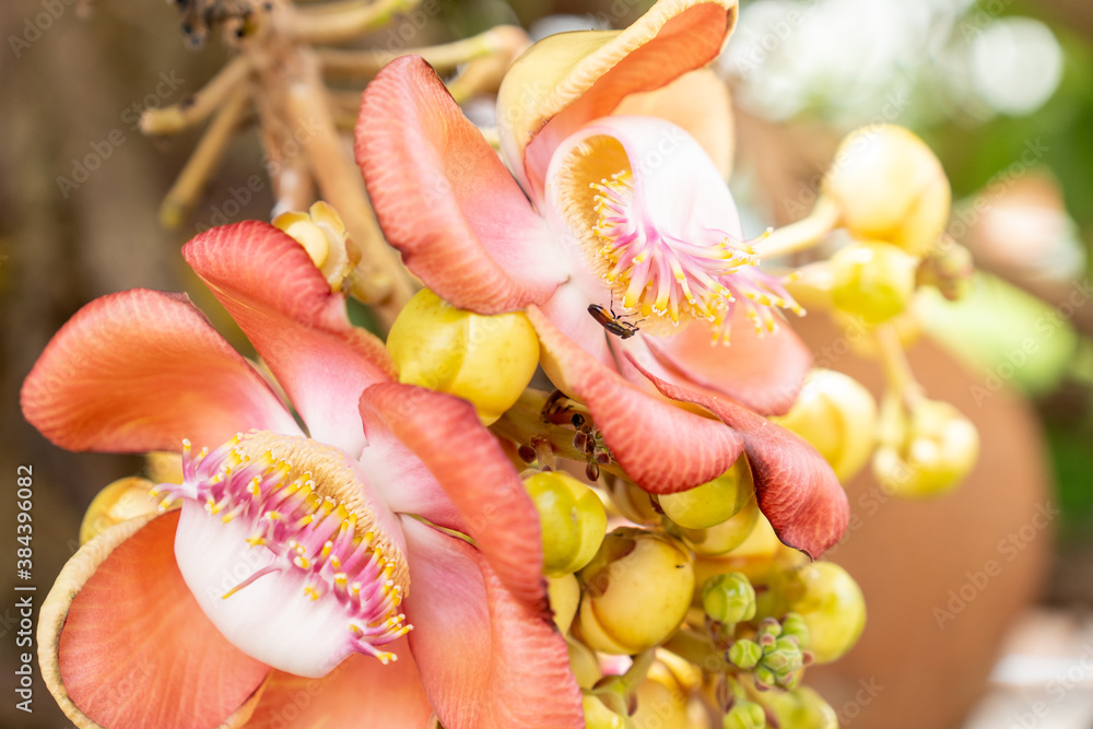Fototapeta premium Blooming of Sala or Cannon Ball. Scientific name is couroupita guianensis. Flower of Buddha and is grown in the tropics.