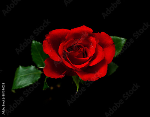 Red rose flower with drops of water isolated on a black background.