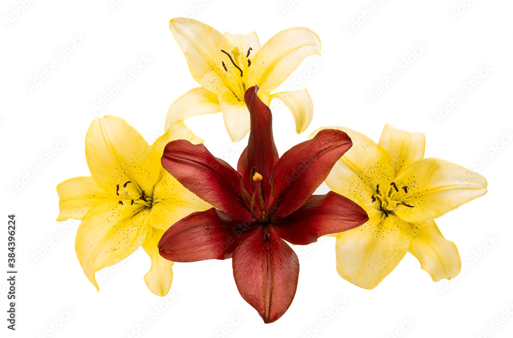 Obraz premium lily flower isolated