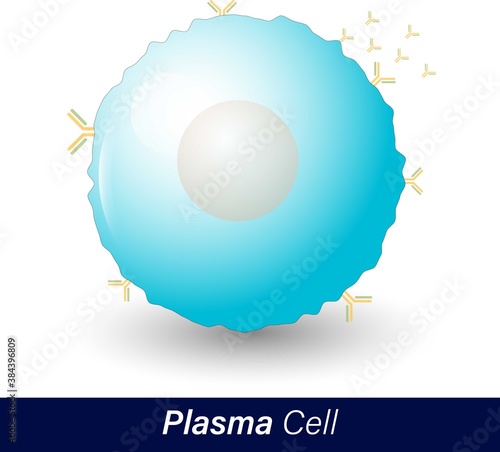 Plasma cells originate from differentiated B lymphocytes. Function: antibody secretion, humoral immune response, destruction of antigen. Cell secreting antibodies with drop shadow, isolated background photo