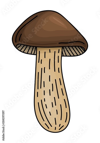 ISOLATED MUSHROOM ON A WHITE BACKGROUND