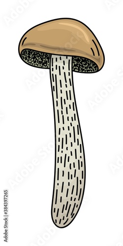 ISOLATED MUSHROOM ON A WHITE BACKGROUND