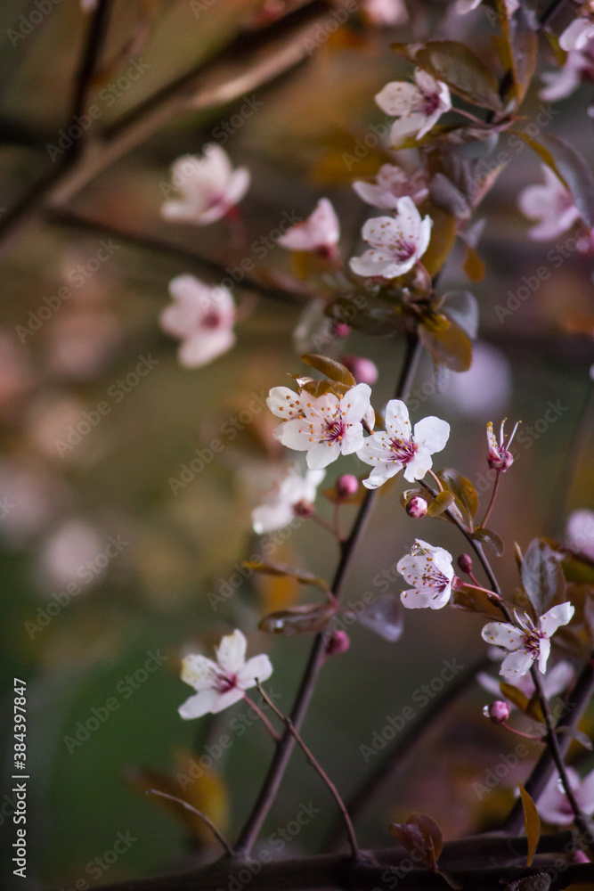 Beautiful spring blossoming branches of apple tree. Natural spring flowers on the tree. floral wallpaper for your desktop.