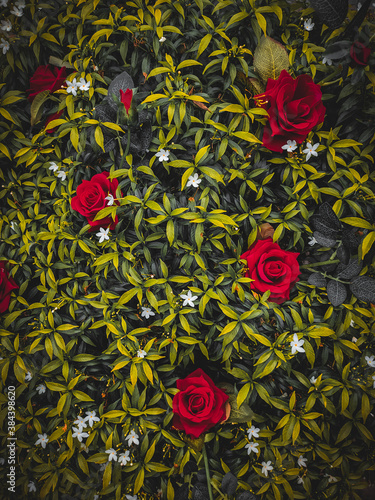 Red rose in green leaves as a background