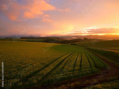 sunrise over the farm field 