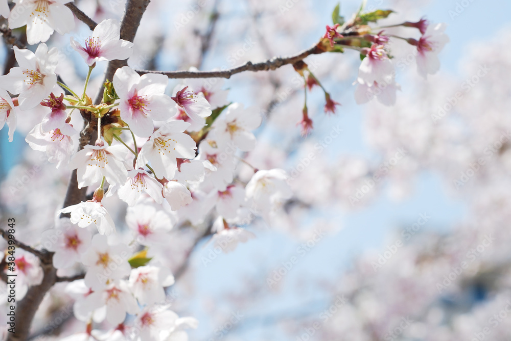 Soft focus Sakura flower on nature background, Cherry Blossom