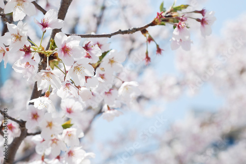 Soft focus Sakura flower on nature background, Cherry Blossom © yoki5270