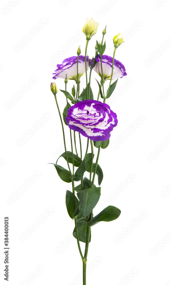 beautiful eustoma flowers isolated beautiful eustoma flowers isolated