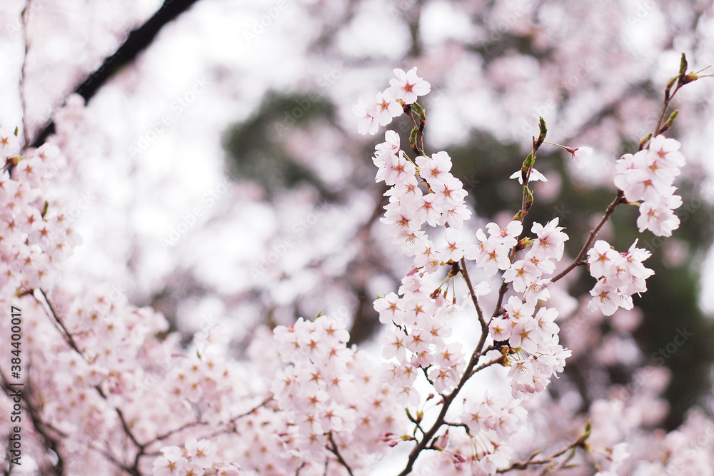 Soft focus Sakura flower on nature background, Cherry Blossom Soft focus Sakura flower on nature background, Cherry Blossom