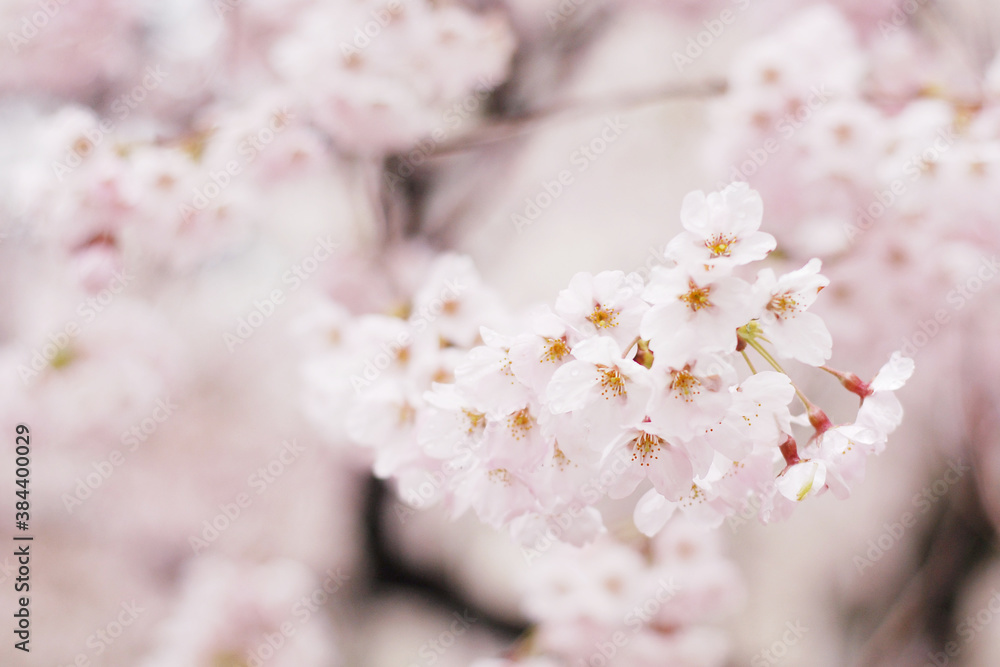 Soft focus Sakura flower on nature background, Cherry Blossom