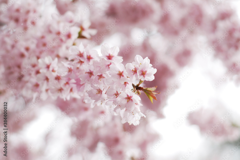 Soft focus Sakura flower on nature background, Cherry Blossom