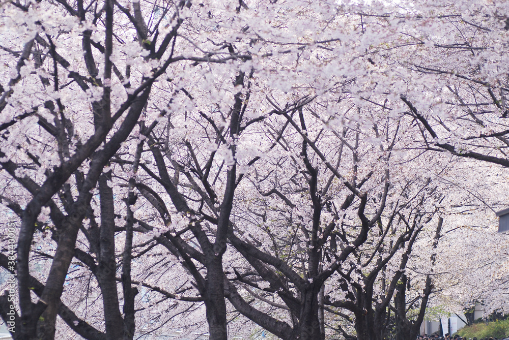 Sakura flower on nature background in the garden, Cherry Blossom Sakura flower on nature background in the garden, Cherry Blossom