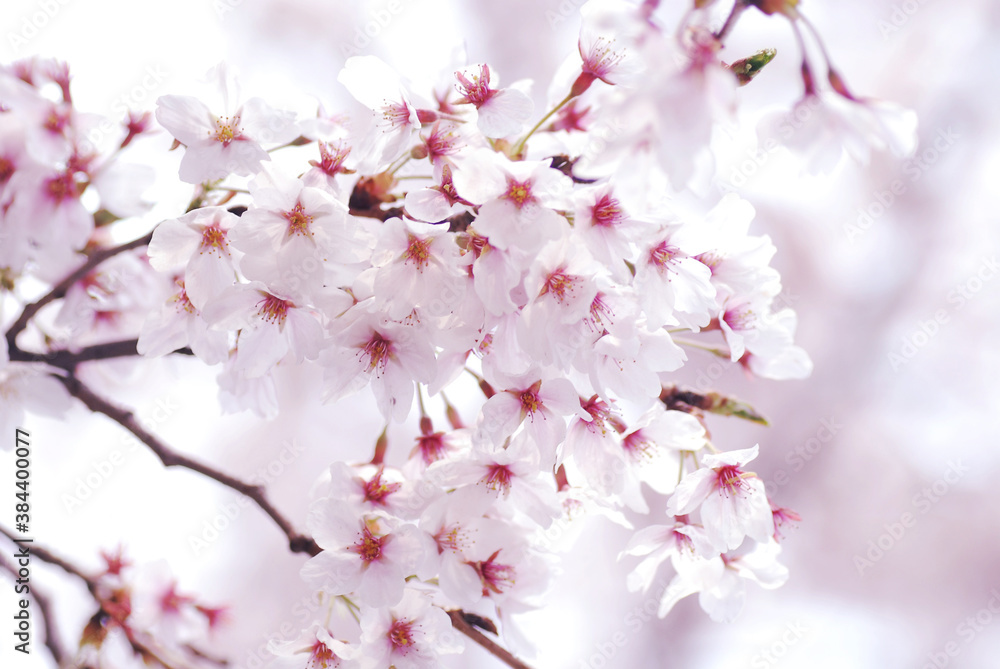 Soft focus Sakura flower on nature background, Cherry Blossom