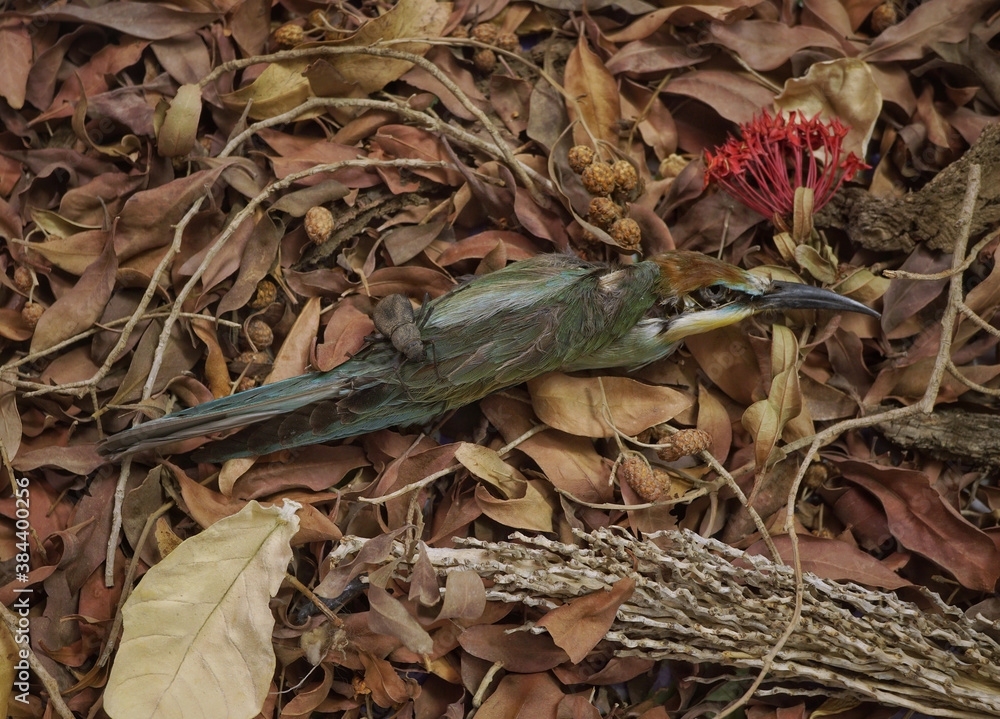 Naklejka premium Life and Death