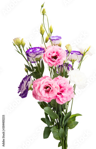 beautiful eustoma flowers isolated
