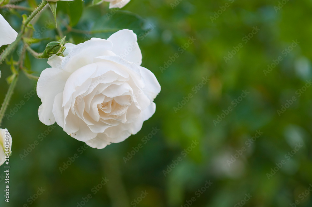 Rose. Noon. The photo was taken in the Rosengarten in Uetersen Germany Rose. Noon. The photo was taken in the Rosengarten in Uetersen Germany