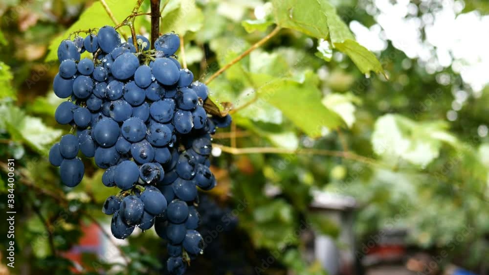 Bunch of dark grapes hang swaying in rain in vineyard or backyard. Raindrops on grapes. Rainy autumn and harvest concept. Close-up. Bunch of dark grapes hang swaying in rain in vineyard or backyard. Raindrops on grapes. Rainy autumn and harvest concept. Close-up.