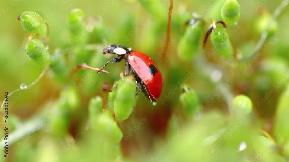Close-up wildlife of a ladybug in the green grass in the forest Close-up wildlife of a ladybug in the green grass in the forest