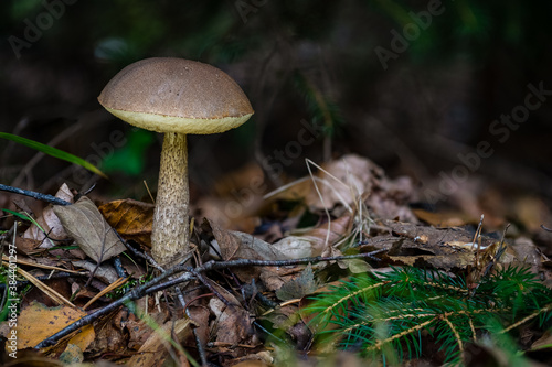 Leccinum scabrum birch fungus mushroom in colourful autumn forest