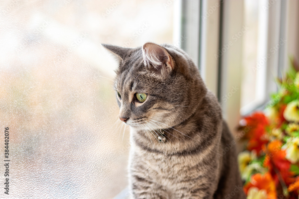 Sad gray cat sits at the window and looks out into the street frozen glass against the background of autumn leaves. Pet theme with space to copy