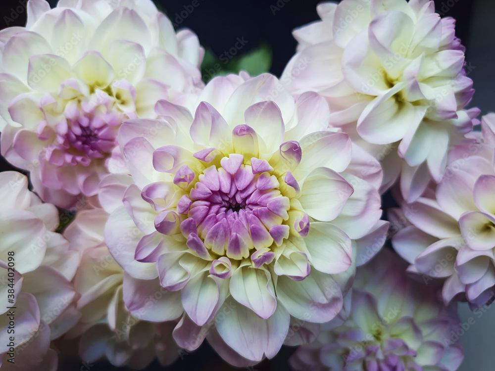 Dahlia pinnata, flower close up Dahlia pinnata, flower close up