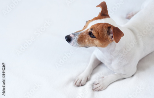 Fototapeta Naklejka Na Ścianę i Meble -  jack russell terrier in the bed