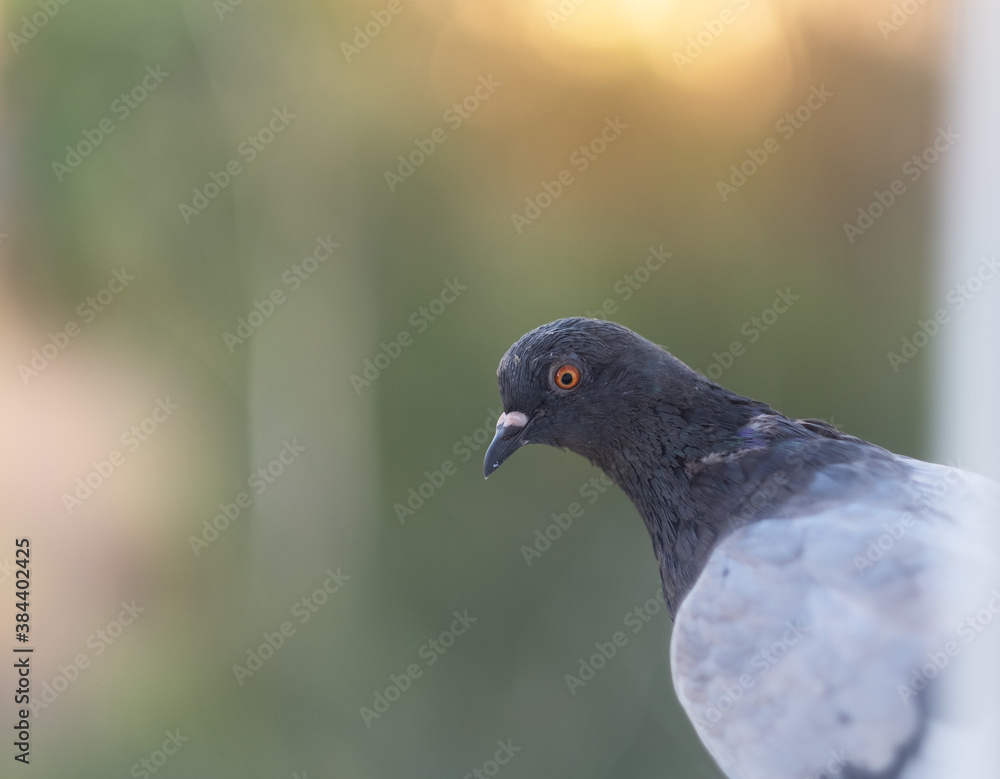 Fototapeta premium Portrait of a pigeon, dove