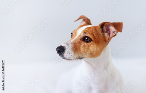 Portrait of a dog, jack russell terrier looking to the left © nexusby
