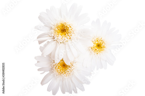 white chamomile isolated