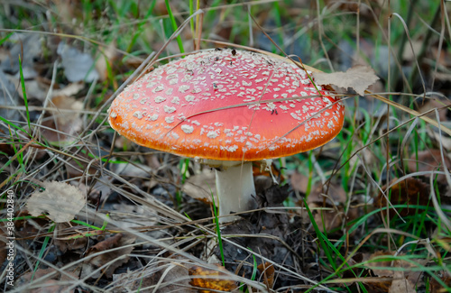fly agaric mushroom with red cap in autumn forest
