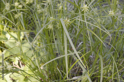 Photo Closeup Carex grayi known as Gray's sedge with blurred background in garden