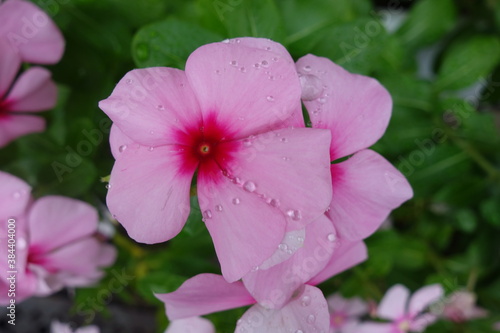 雨に濡れたピンクの日日草の花