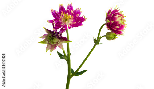 aquilegia flower isolated