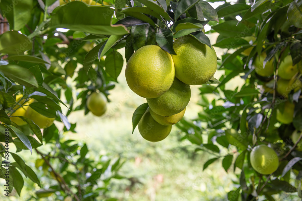 Close-up of unripe Newhall navel oranges in the orchard