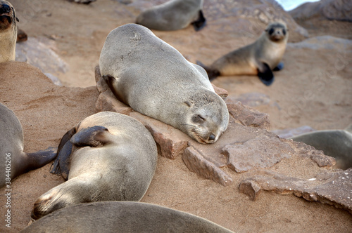 Cute little Cape Fur Seal (Arctocephalus pusillus) cub, sleeping on the stone, Cape Cross Seal Reserve, Skeleton Coast, Namibia, Africa