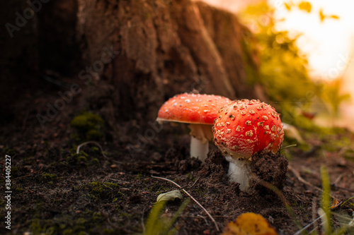 tactful and hallucinogen mushroom Fly Agaric. a poisonous mushroom on the background of an autumn forest in the rays of a sunset.